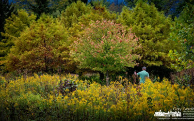 Wetlands Autumn