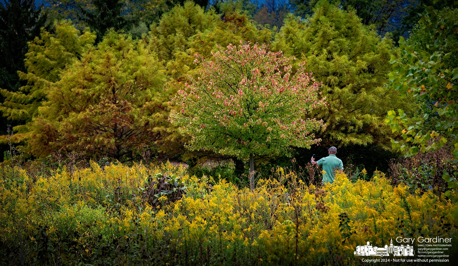 A man walking his dog through the wetlands at Highlands Park pauses to make photos of the early fall colors. My Final Photo for September 23, 2024.