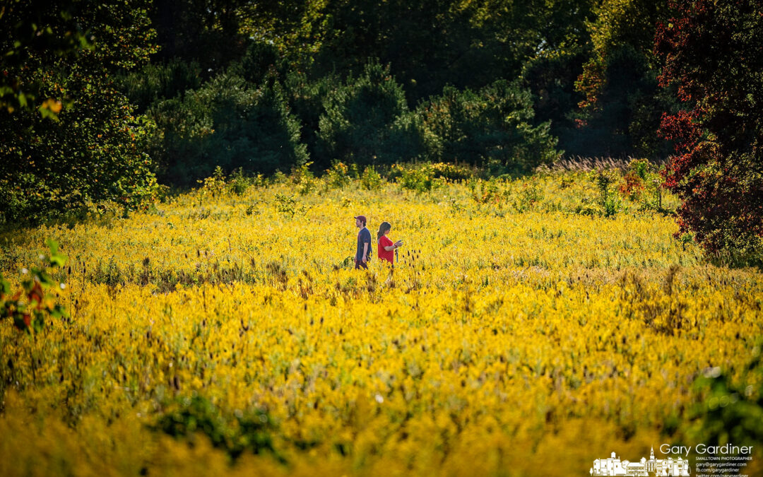 Goldenrod Walkers