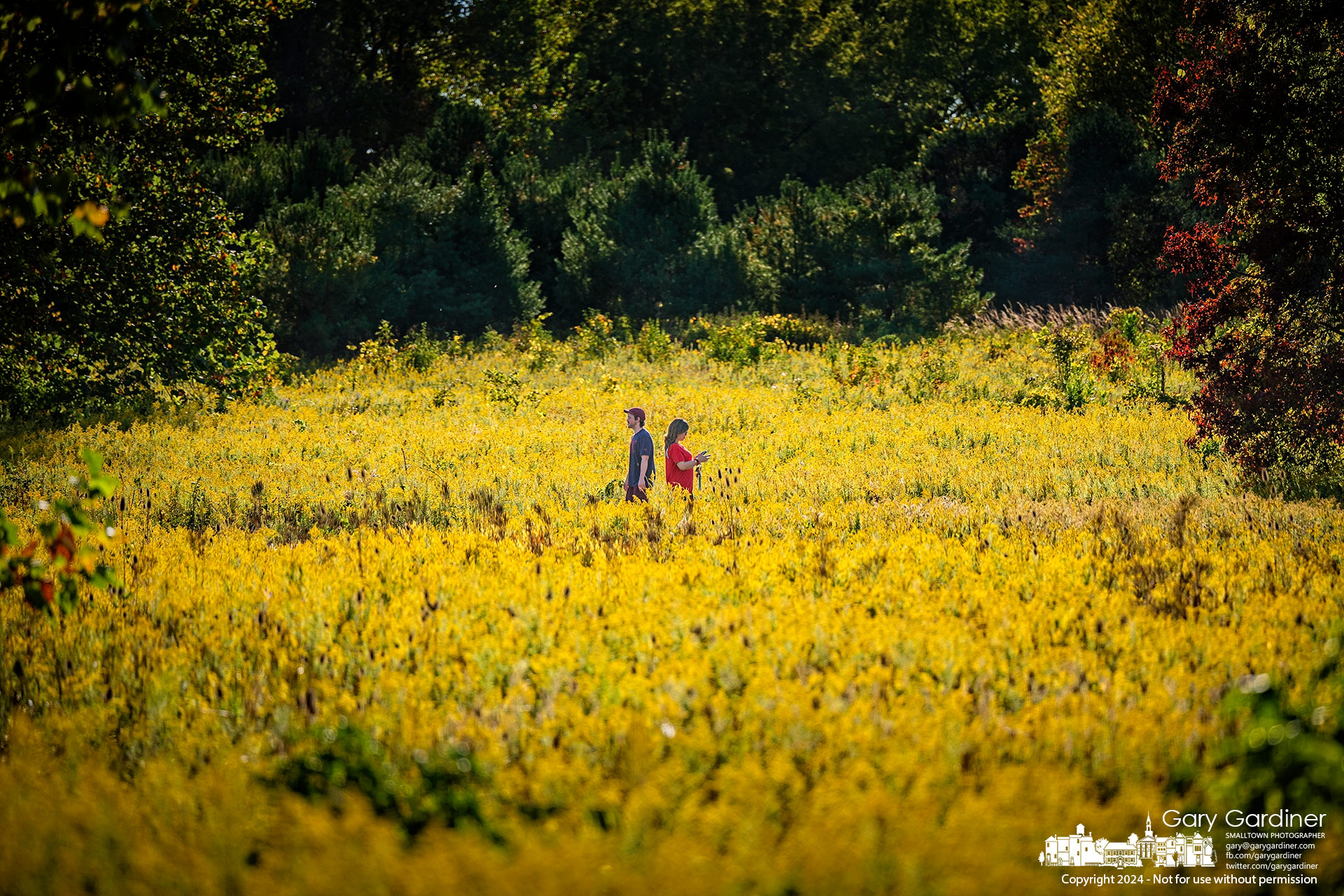 A man and a woman walking in opposite directions pass each other on a path through goldenrod fields at Sharon Woods Park. My Final Photo for September 19, 2024.