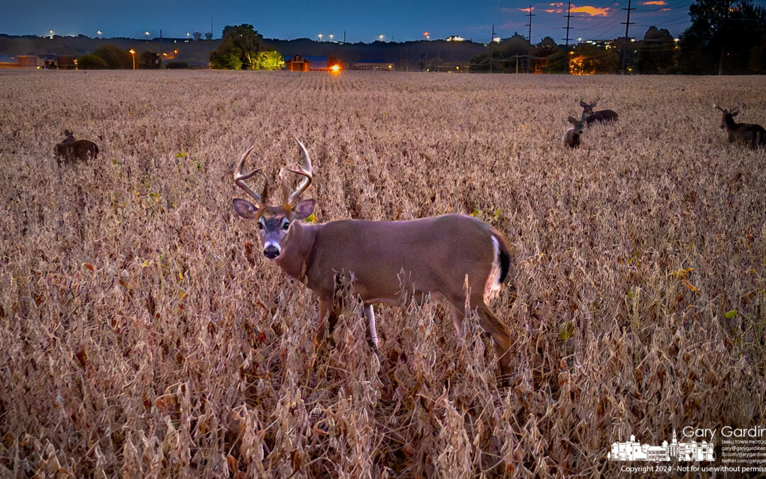 Soybean Dining Deer