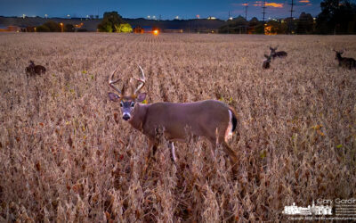 Soybean Dining Deer