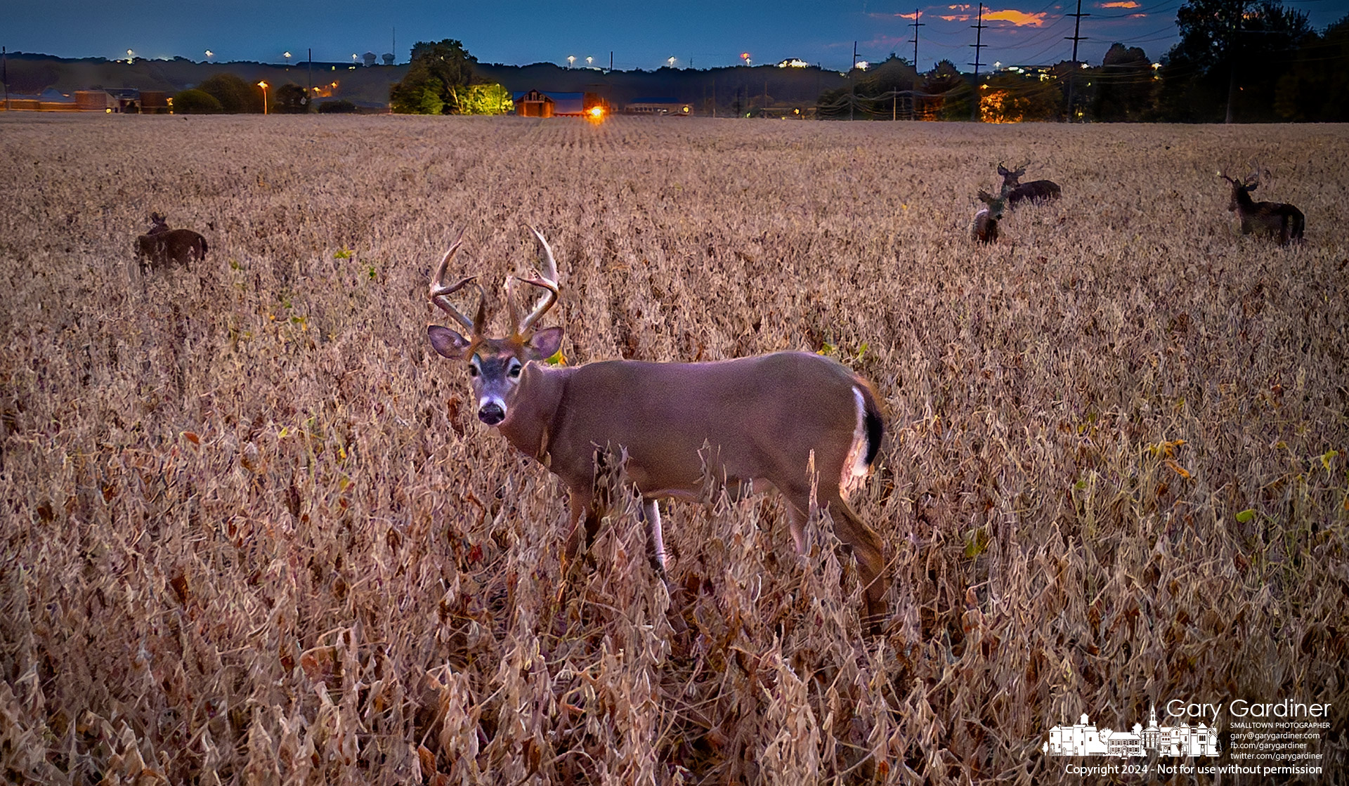 A buck whitetail deer turns to the camera to announce his dislike for its distance from him and the herd, which is eating soybeans in the Yarnell farm field on its way to the nearby chestnut trees. My Final Photo for September 20, 2024.