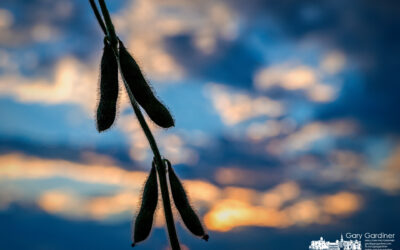 Soybean Sunset