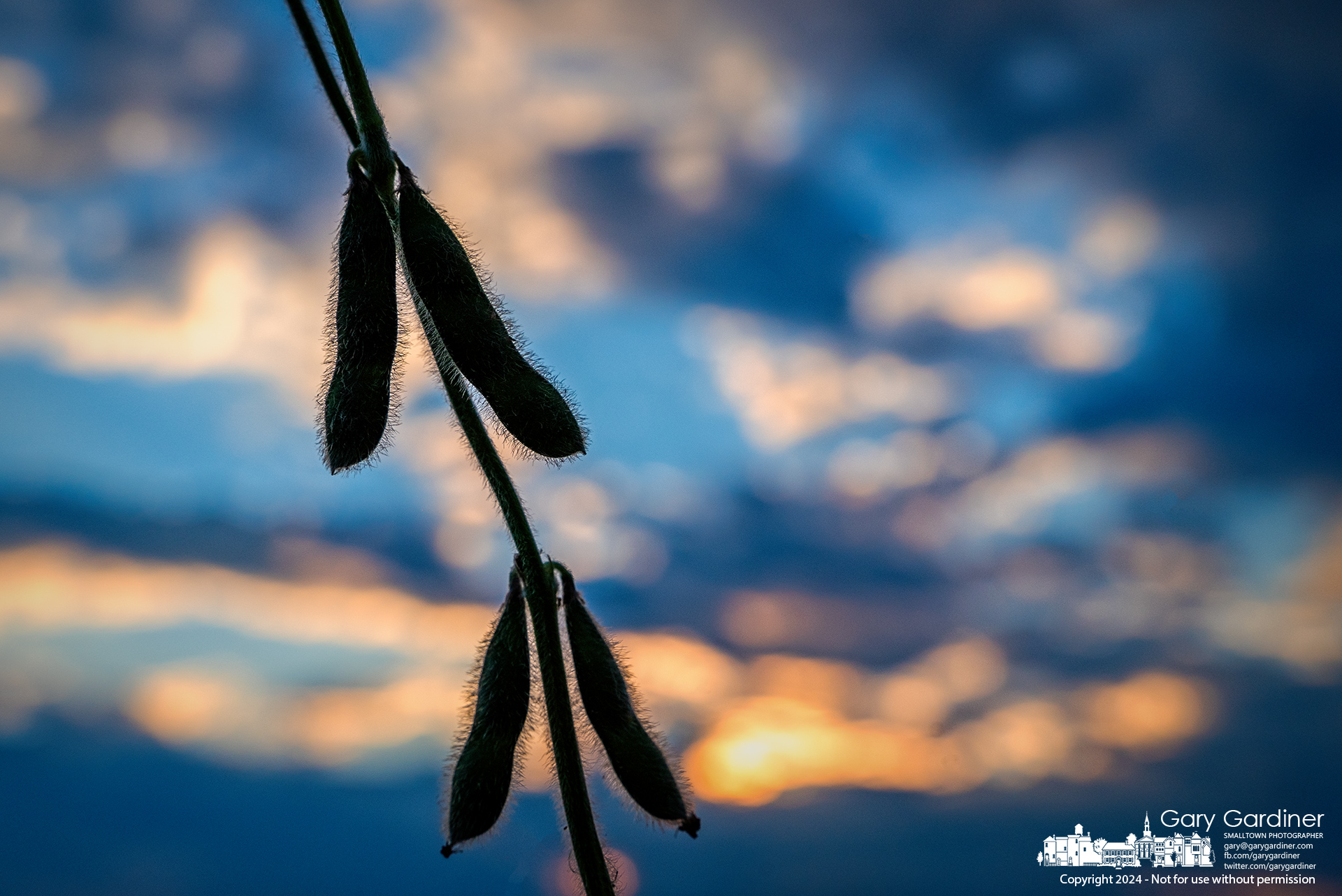 Ripening soybeans on the Yarnell Farm are silhouetted against the Sunday sunset. My Final Photo for September 1, 2024.