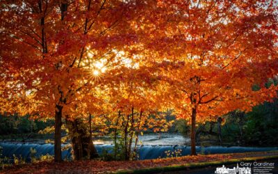 Alum Creek Golden Sunset