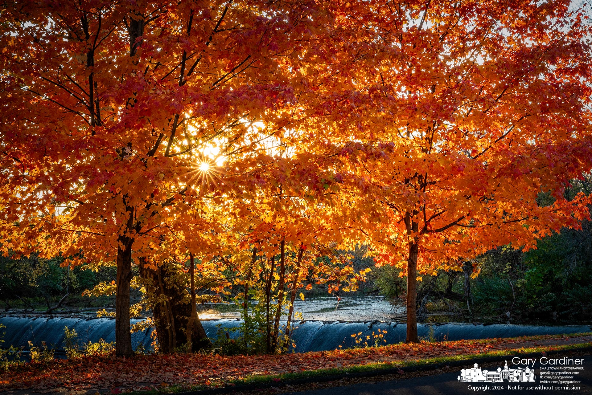 The setting sun throws its golden light through the twin maple trees growing on the bank of Alum Creek below the spillway in the park on West Main Street. My Final Photo for October 26, 2024.