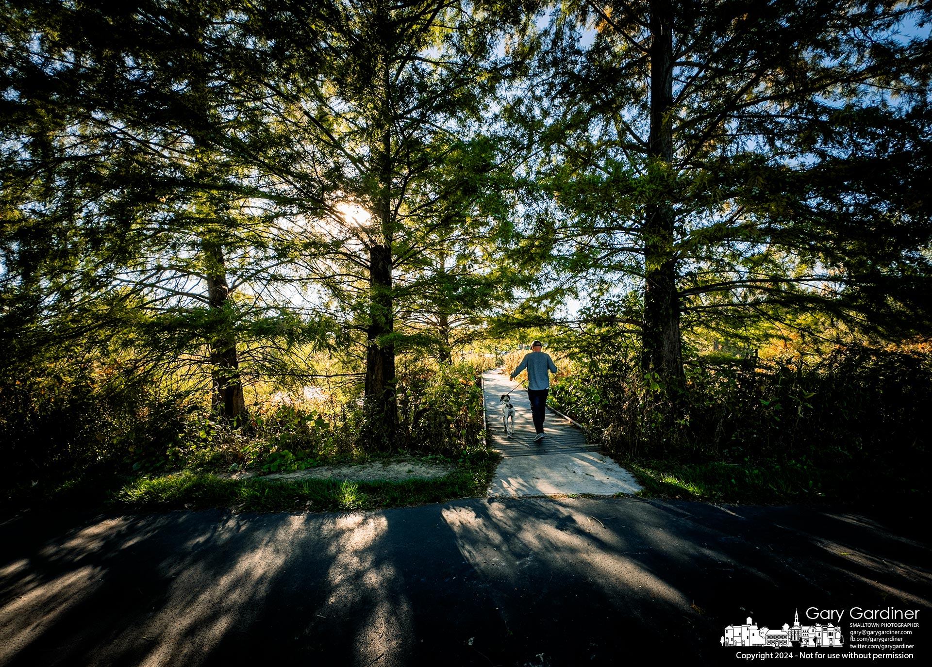 A man walks his dog in the late afternoon sun across the boardwalks spanning the wetlands at Highlands Park. My Final Photo for October 7, 2024.