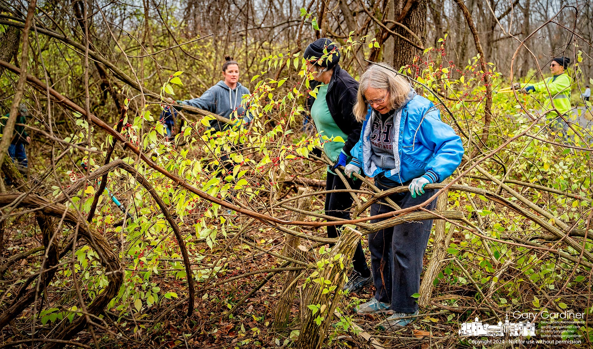 About 50 volunteers, most from the Annehurst neighborhood, cleared honeysuckle and other invasives from the path leading into Sharon Woods Metro Park near Annehurst Elementary Saturday morning. My Final Photo for November 16, 2024