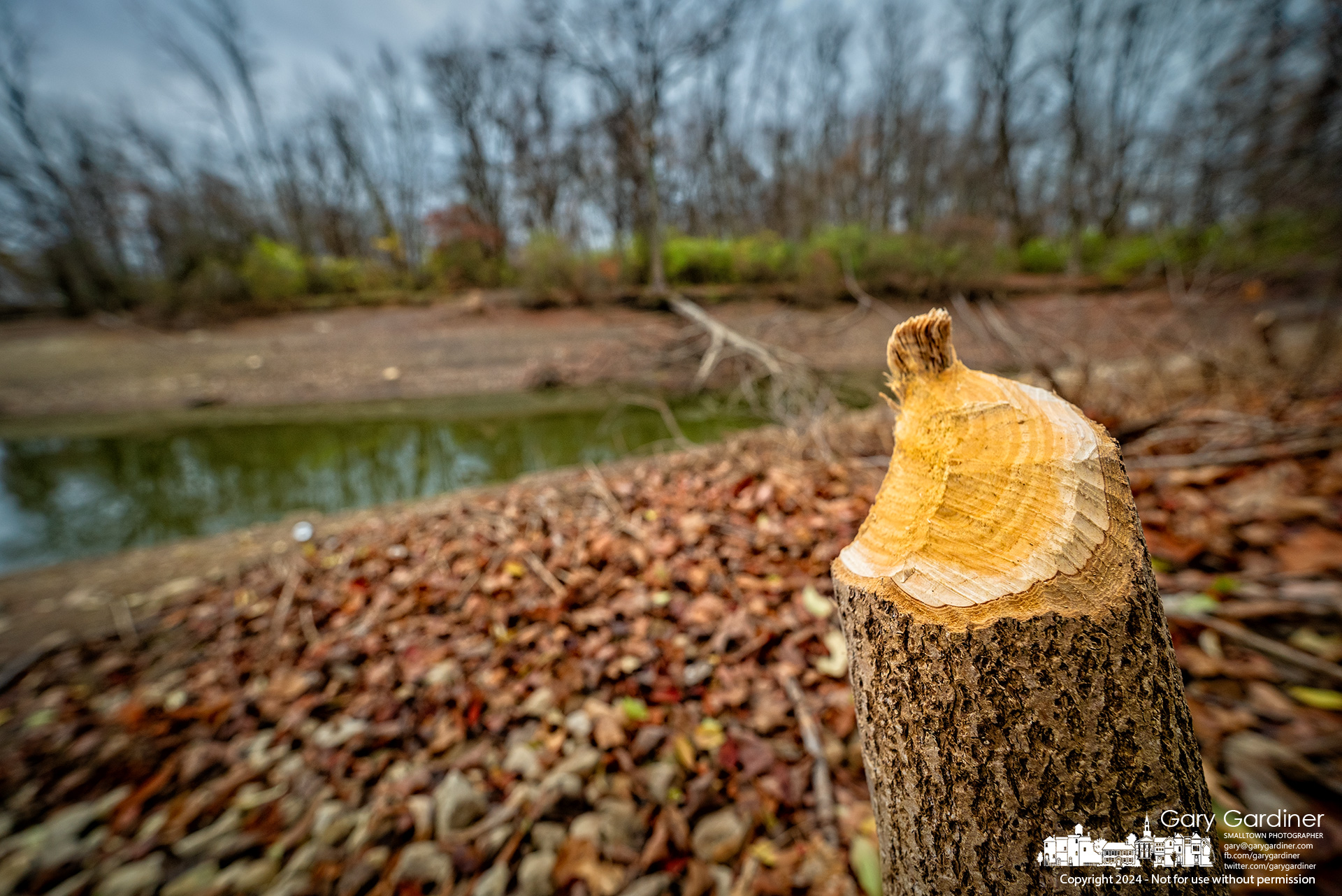 Beaver activity around the shoreline at Red Bank Marina shows early activity for building its nearby winter lodge along the shore of Hoover Reservoir despite the low water levels. My Final Photo for November 23, 2024.