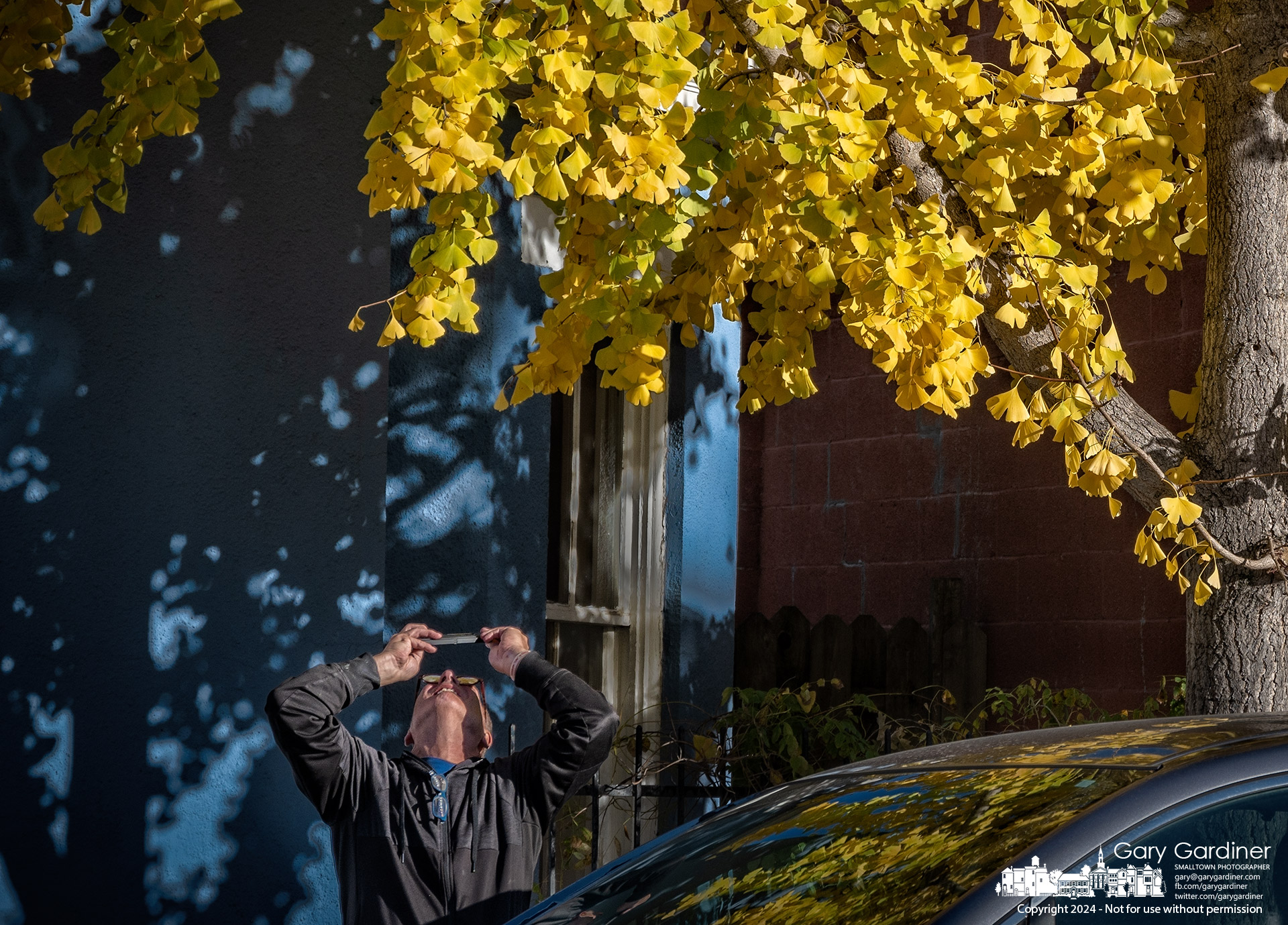 Westerville artist Dennis Rano stands under a ginkgo tree on South State Street for a series of photographs from various angles that he said would be part of a future body of work featuring Uptown. My Final Photo for Nov. 2, 2024.