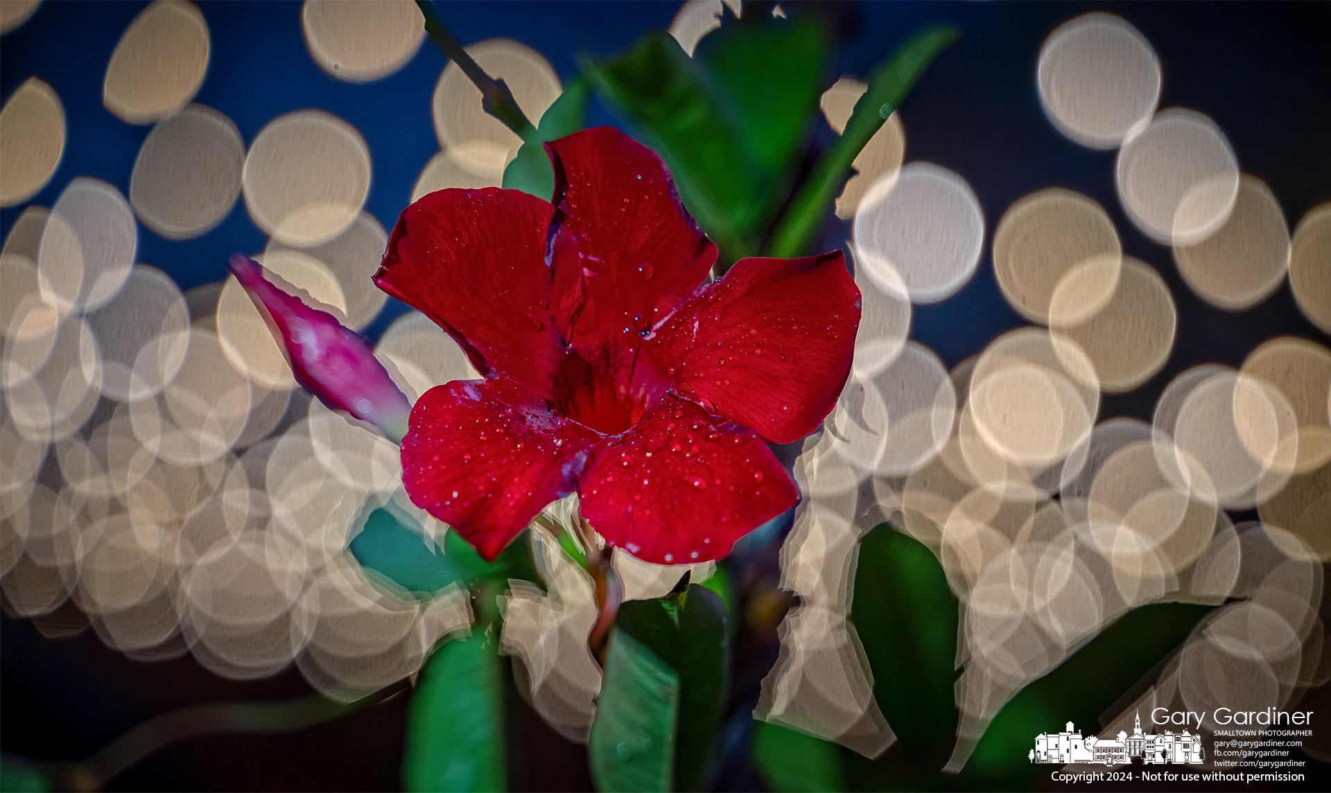 A Mandevilla blossom stands out against the backdrop of lights on the patio at Jimmy V's in Uptown Westerville. My Final Photo for November 14, 2024.