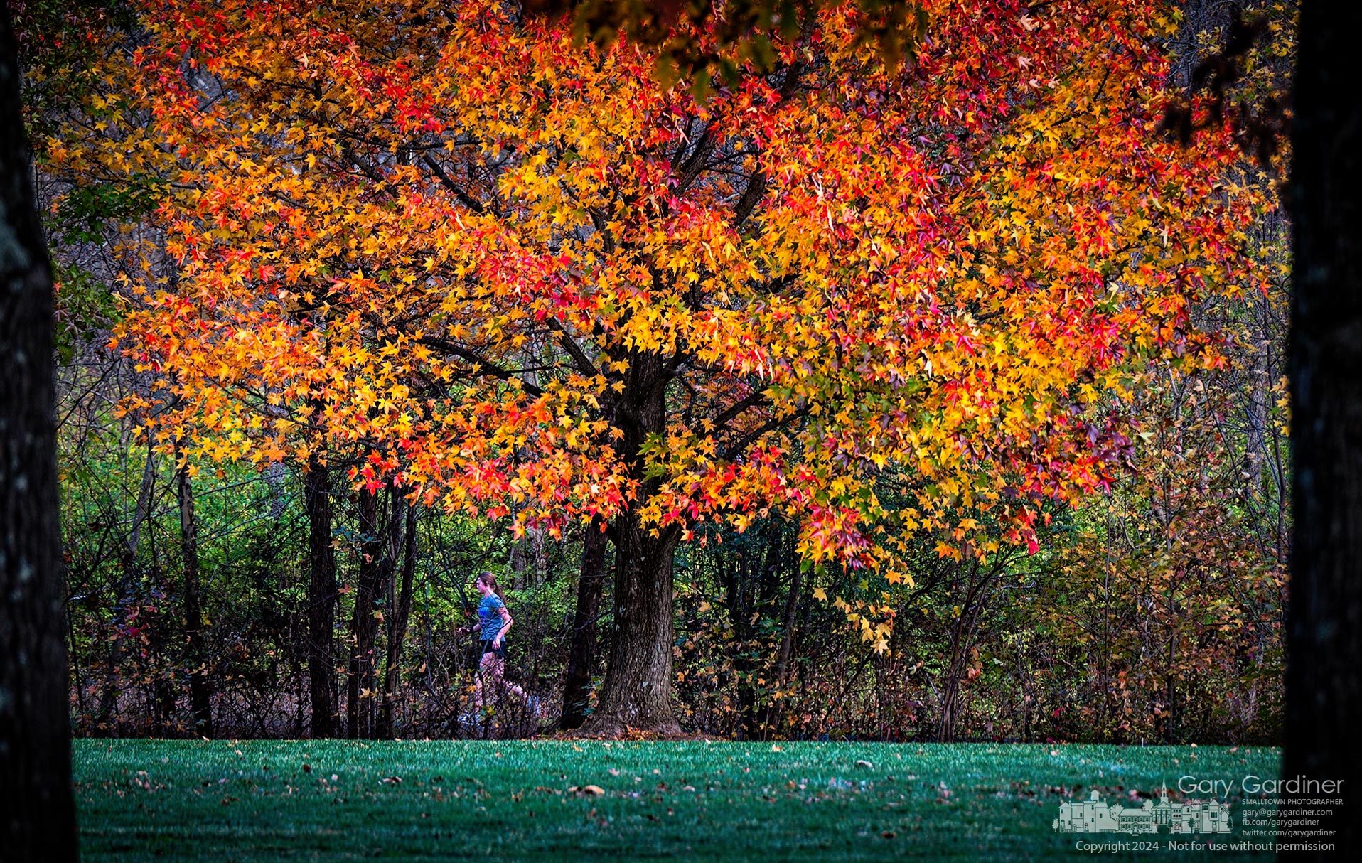 A runner on the trail through the back half of Heritage Park passes a maple tree dressed in fall colors. My Final Photo for November 4, 2024.