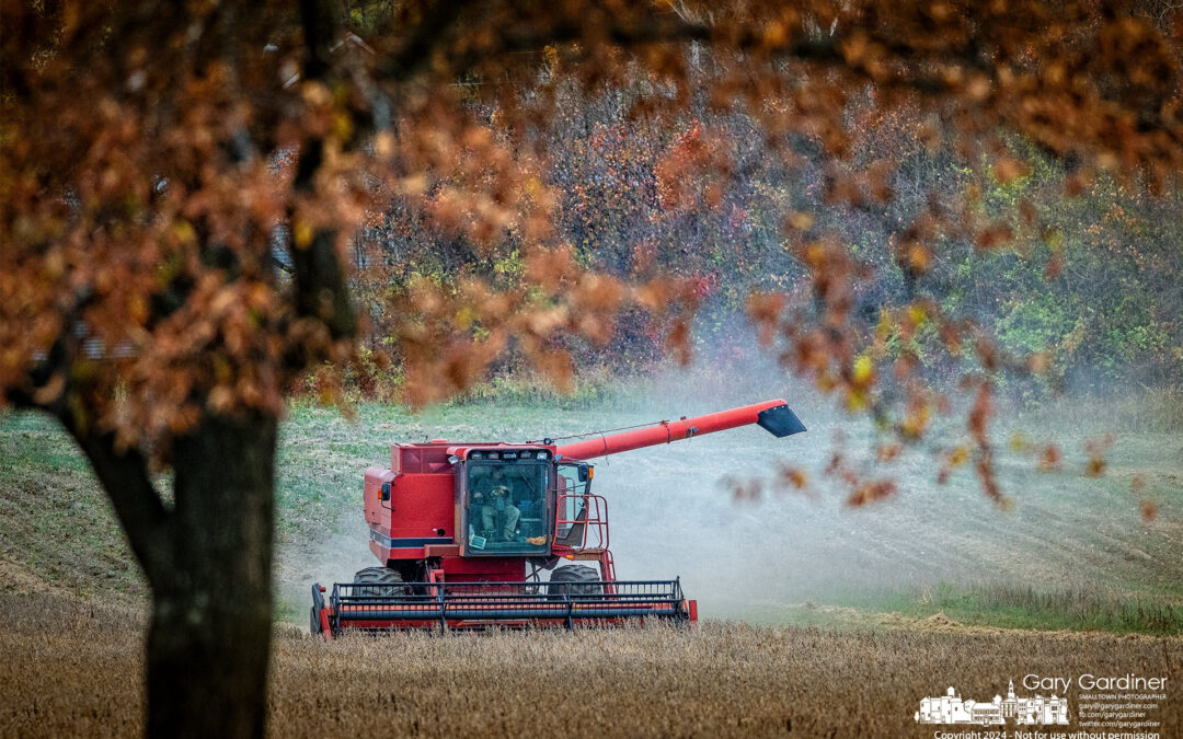 Drought-Damaged Crop Harvested