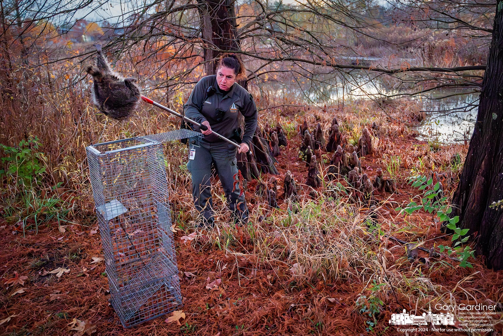 Westerville Animal Control Officer Mary Dembiec retrieves a raccoon suspected to be suffering from distemper from the wetlands at Hoover Park, where it had been seen earlier in the day near the roadway. My Final Photo for November 19, 2024.