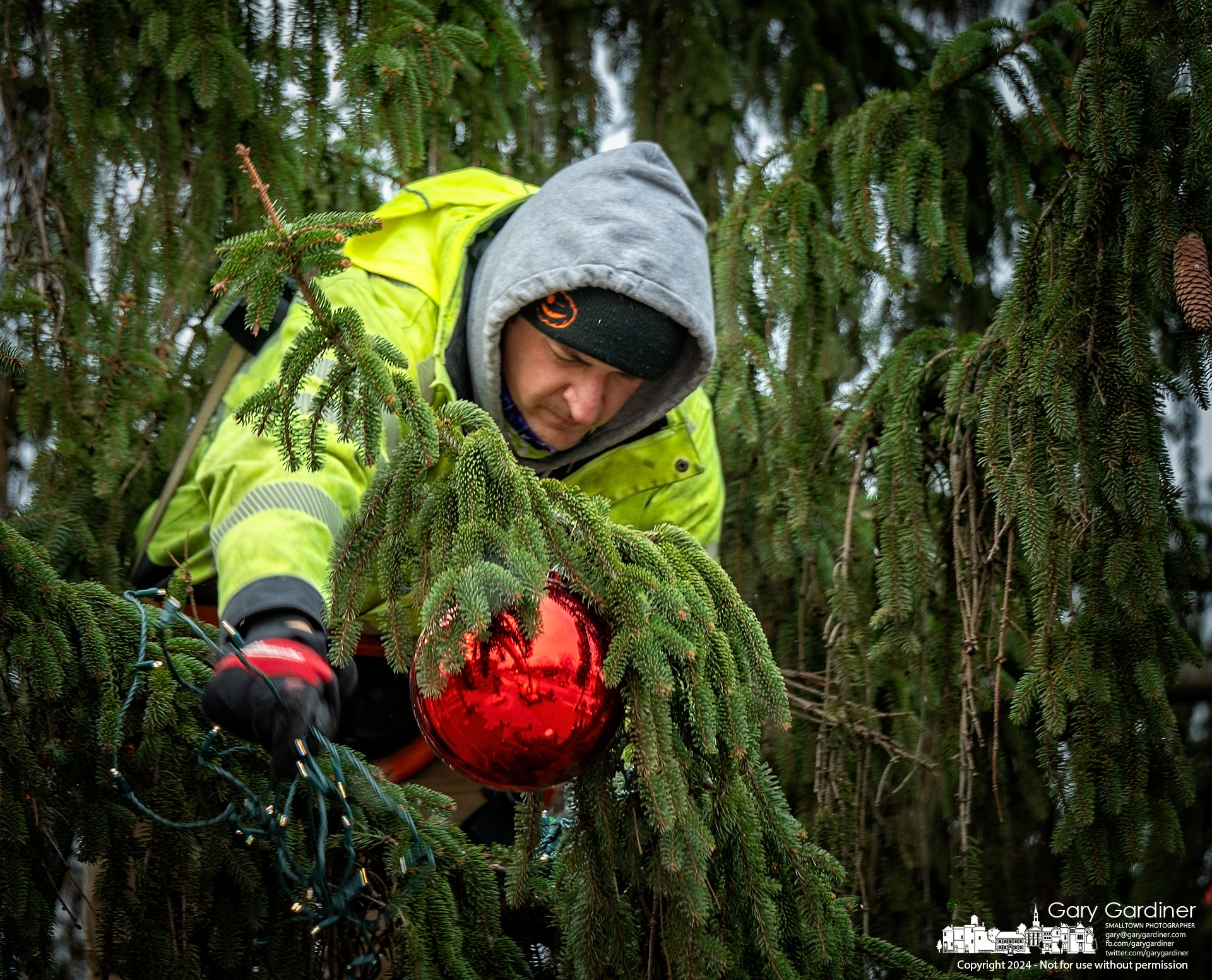 A city parks worker pulls strings of LED lights around one of the limbs about halfway up the tree installed on the lawn at city hall for Friday night's "Parade of Lights" and tree lighting ceremonies. My Final Photo for December 5, 2024.