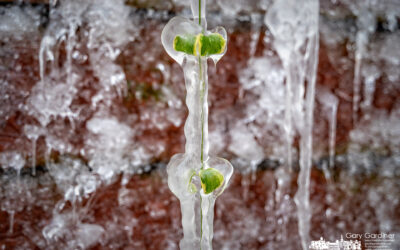 Winter On The Patio