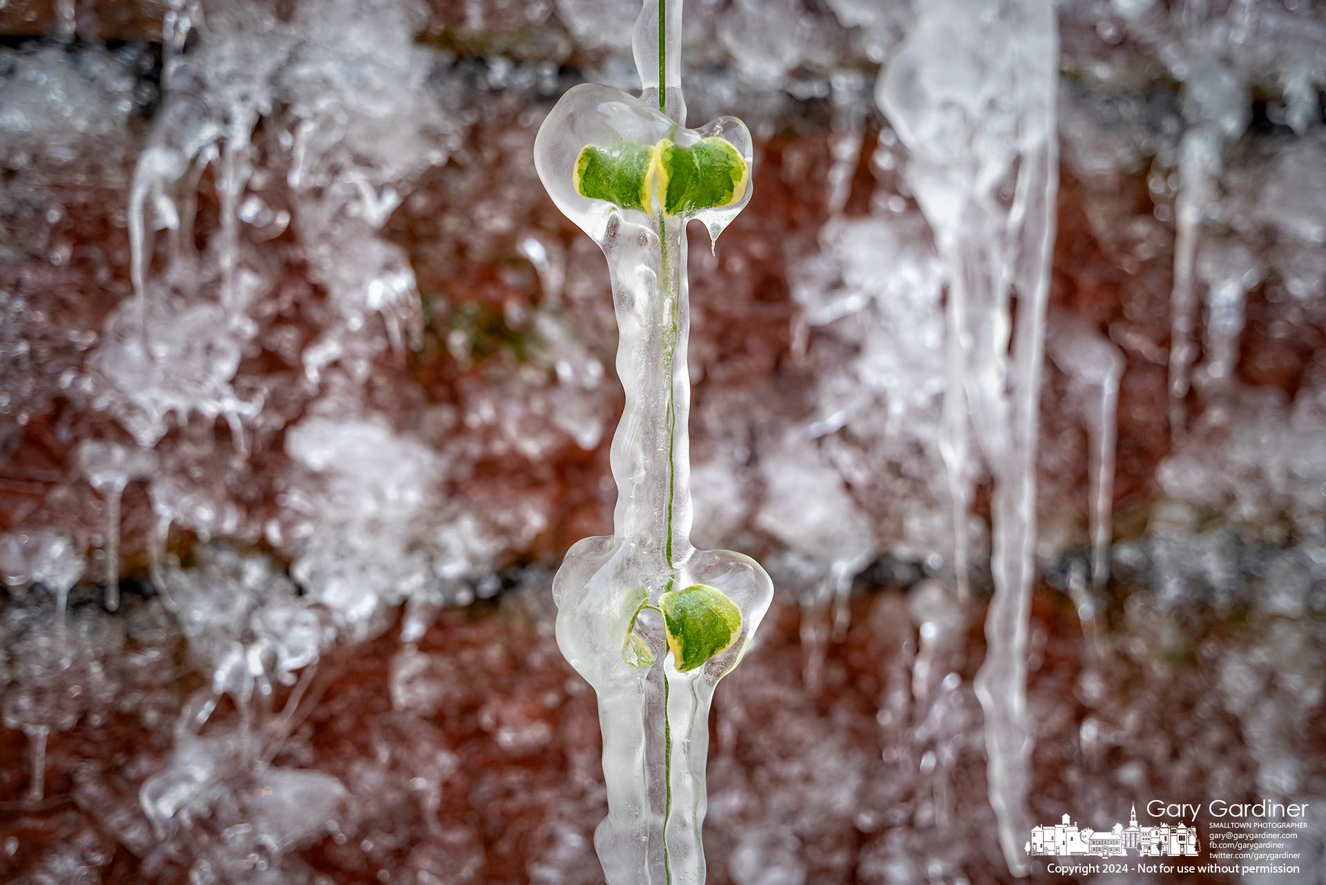 Icicles envelop the hanging vines at Jimmy Vs as below-freezing temperatures turn the spray from the water wall in the patio into a frozen masterpiece of winter's sudden turn. My Final Photo for December 2, 2024.