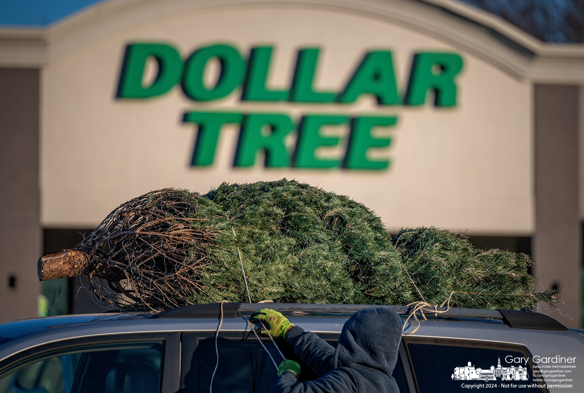 A Christmas tree is tied onto the top of a family van after it was chosen from several hundred available at Glengary Shopping Center, where Dollar Tree is one of the anchor stores, not the price of the tree. My Final Photo for December 8, 2024.