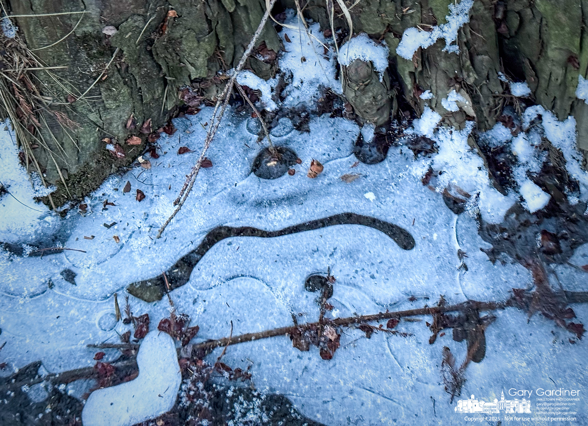 A frowning face appears in the ice and snow at the base of a cypress tree at Highlands Wetland, marking the beginning of a week of snow, wind, Arctic temperatures, and just plain foul weather, enough to put a frown on anyone's face. My Final Photo for January 5, 2024.