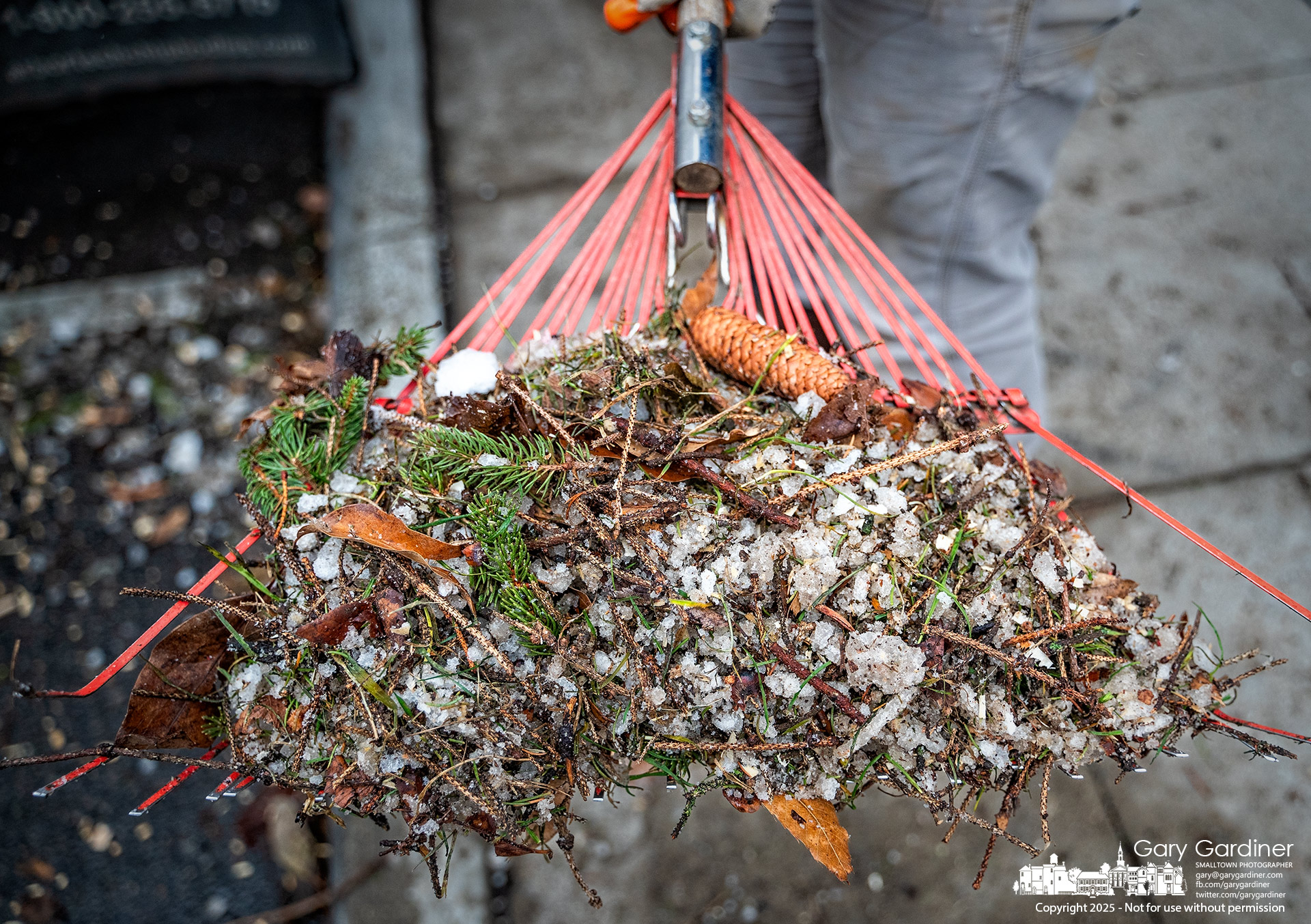 The last rake filled with detritus from the City Hall Holiday Tree is tossed into the recycling truck, marking a visible end to a portion of the holiday season in Uptown Westerville. My Final Photo for January 3, 2025.