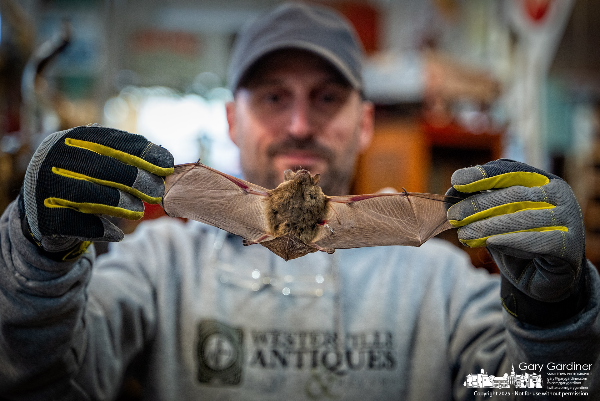 Westerville Antiques owner Luke Ernst holds the bat that flew into the store on Monday, soaring through every room on the first floor until it was finally trapped. My Final Photo for February 20, 2025.