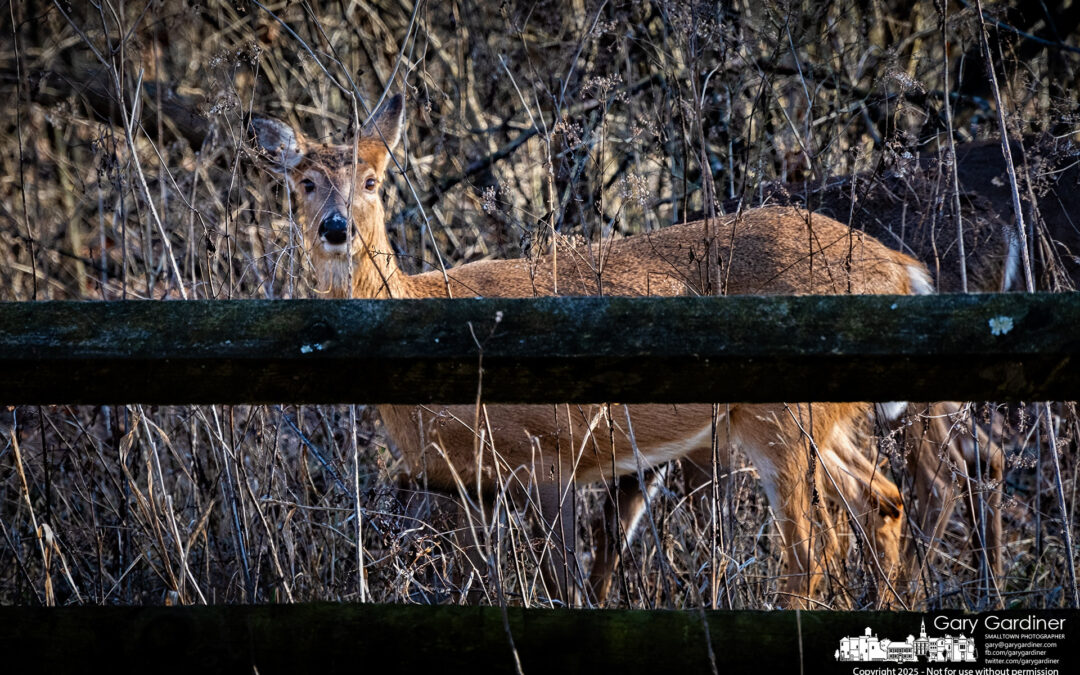 Good Fences Make Good Neighbors