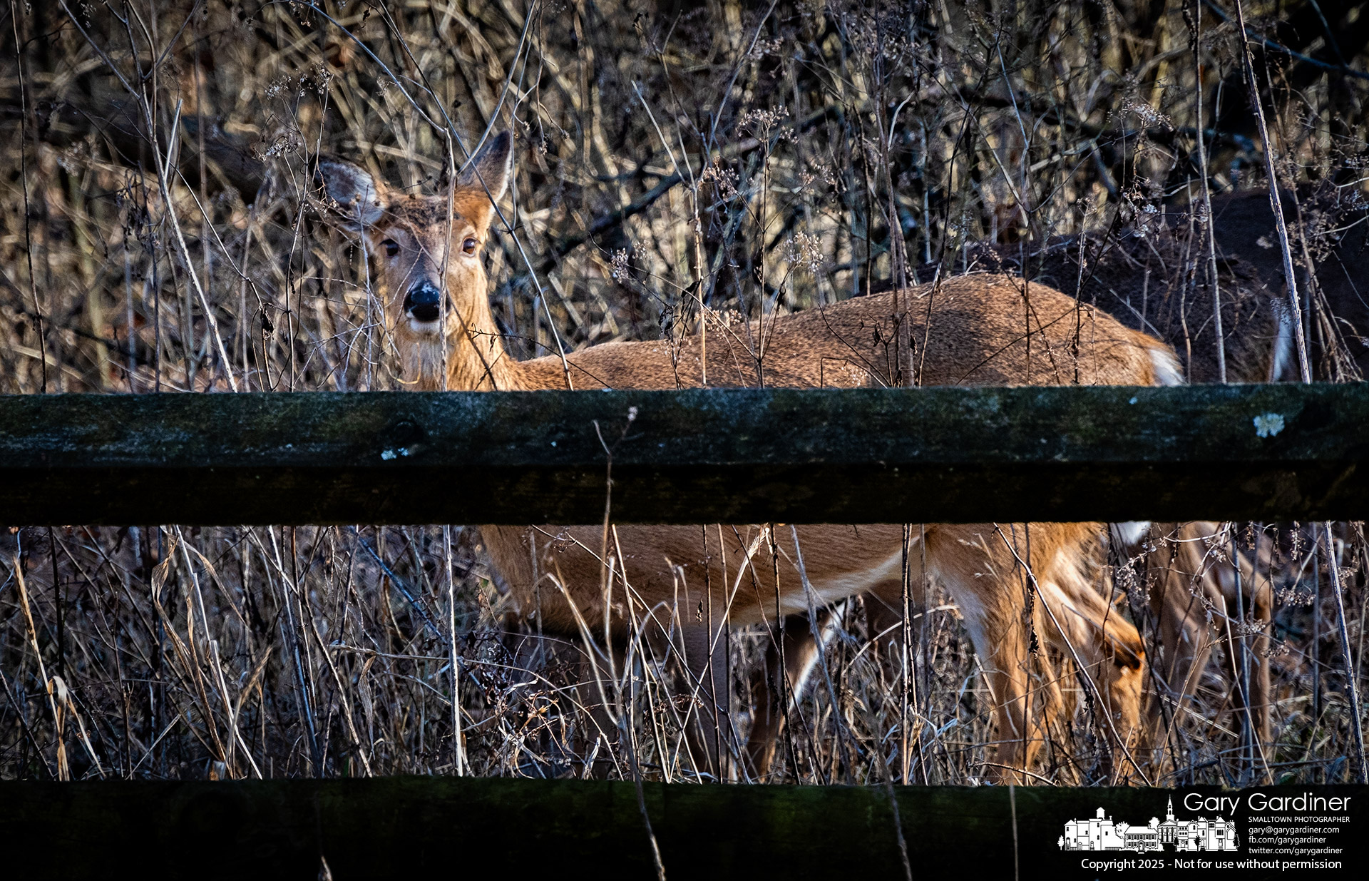 One of eight does grazing in the woods at Heritage Park looks over the neighborly split rail fence to inspect the intentions of an interloping photographer disturbing their meal Tuesday afternoon. My Final Photo for February 4, 2025.