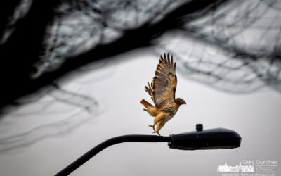 Hawk Hunting On Collegeview