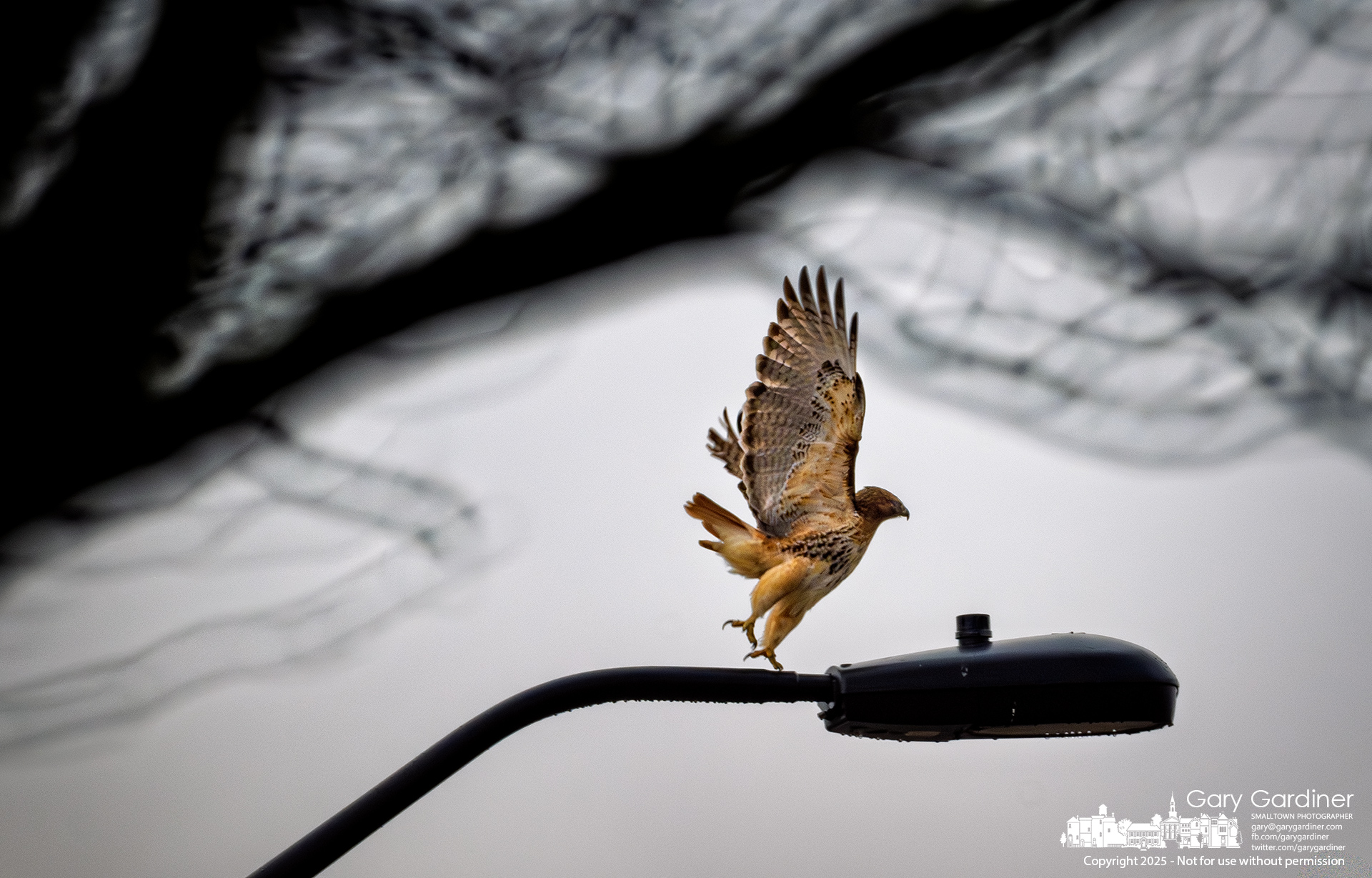 A hawk lifts off from a light pole on Collegeview after several tense moments studying a nearby field for prey. My Final Photo for February 26, 2025.