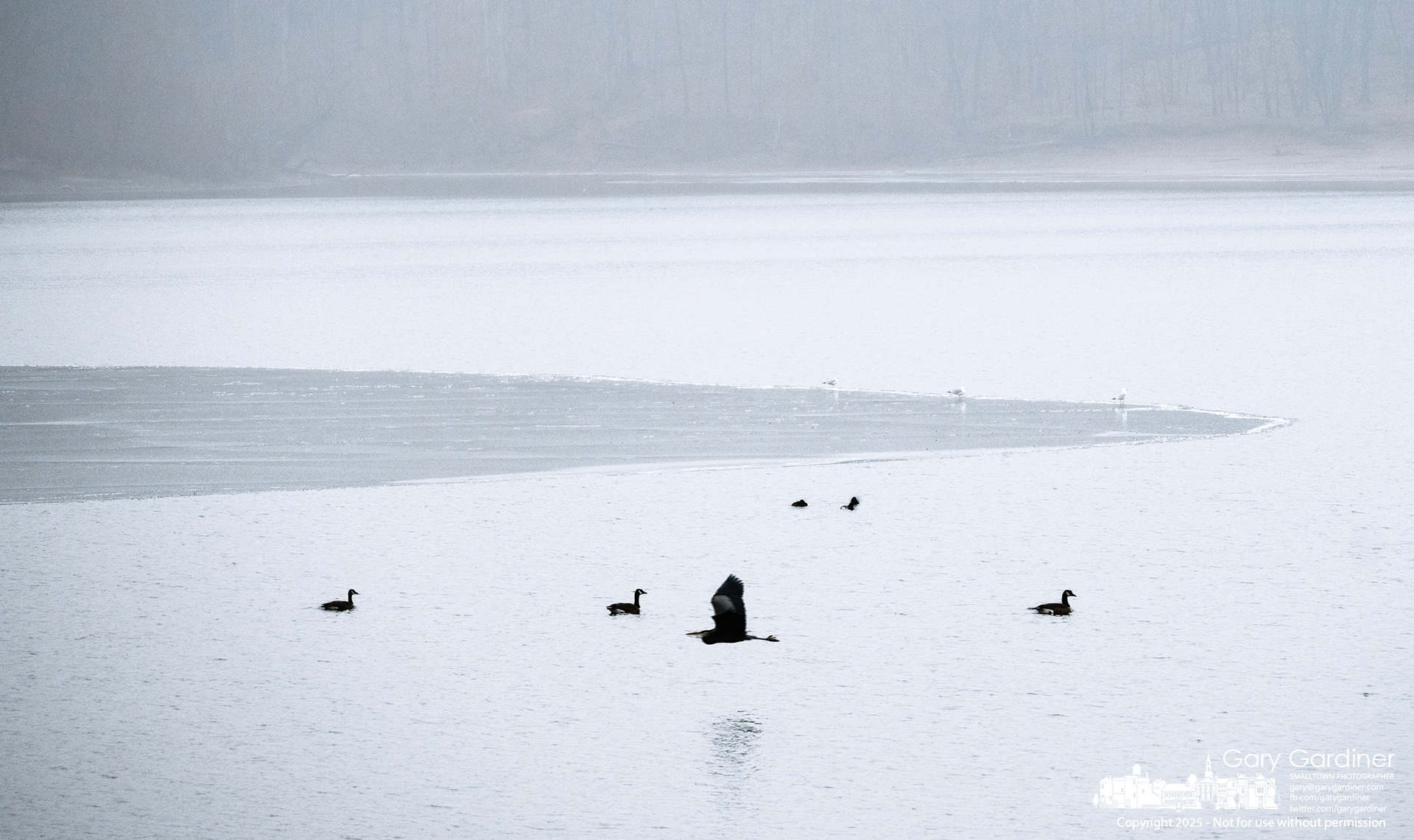 A blue heron glides across the fog-shrouded surface of Hoover Reservoir, passing its distant relatives—mallards and seagulls—as it searches for a better fishing spot. My Final Photo for February 15, 2025.