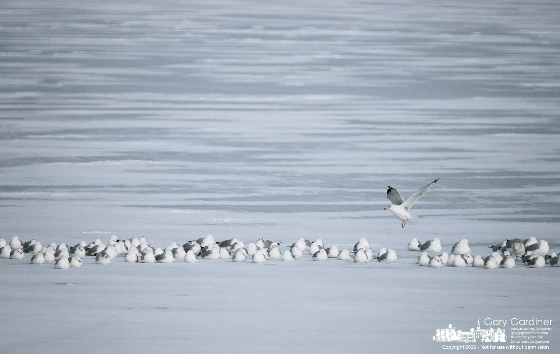 A lone seagull searches for open water where the rest of its flock has gathered in a small, unfrozen section of Hoover Reservoir near the Walnut Street boat ramp. My Final Photo for February 17, 2025.