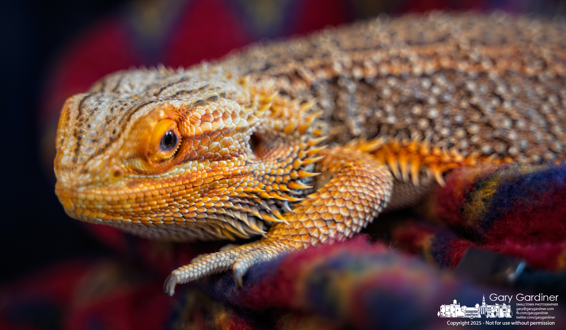 A bearded dragon stares at the camera approaching it as it rests on its travel bag at Old Skool Skateshop in Uptown Westerville. My Final Photo for March 13, 2025.