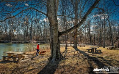 Dog Walking At red Bank