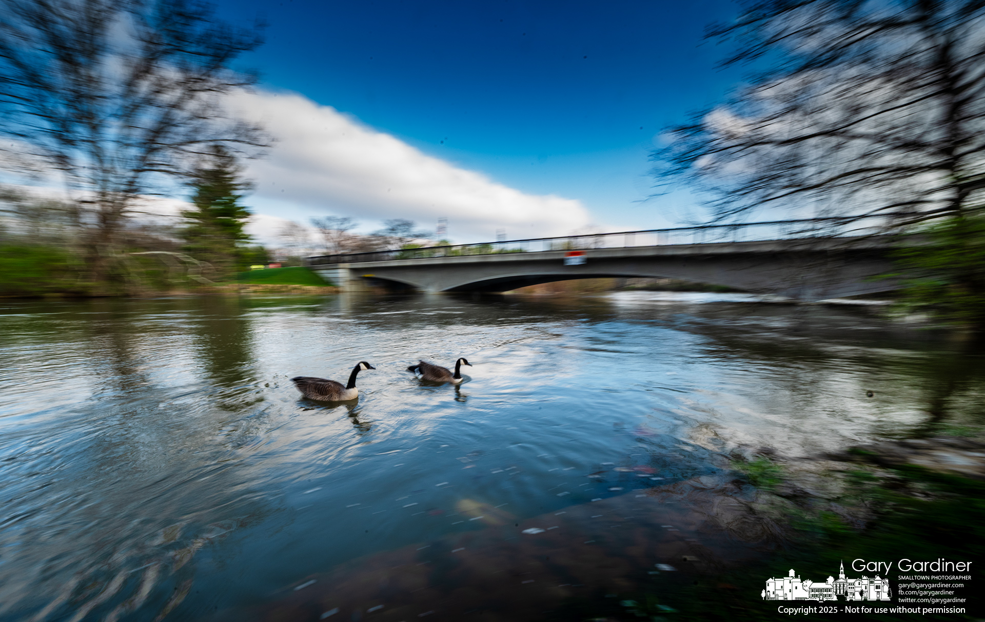 A pair of geese struggle against the swift current of Alum Creek, which has overflowed its banks near the Main Street bridge in Westerville. My Final Photo for April 10, 2025.