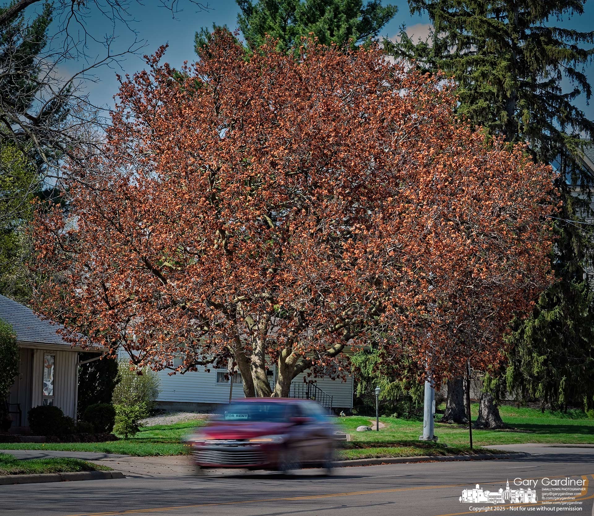 The Japanese magnolia tree on South State Street, which just a week ago dazzled passersby with its colorful blooms, now hangs dull and brown after an overnight freeze damaged its blossoms. My Final Photo for April 8, 2025.
