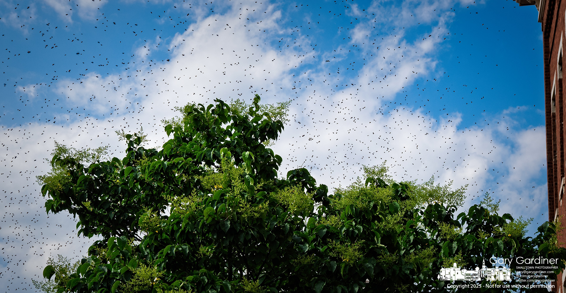 Bees swarmed above a tree in front of Talbott's Flowers on Thursday afternoon before moving on in their search for a new home in Uptown. My Final Photo for May 15, 2025.