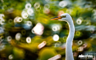 Wetland’s Beauty