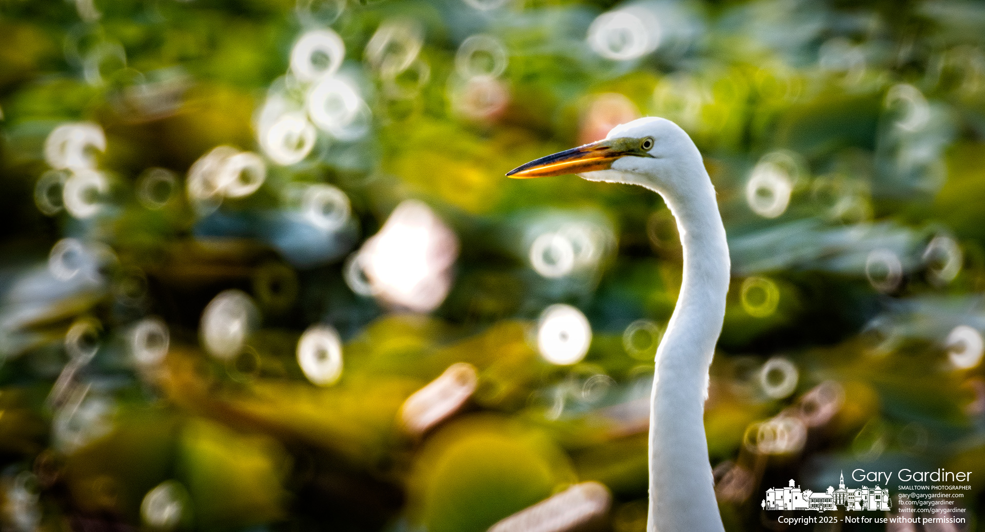 A great egret stands motionless at the Highlands wetlands, watching the still water, its predator profile outlined against the reflections on the lily-covered pond. My Final Photo for May 29, 2025