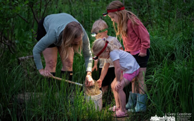 Frog Friday Tadpoles