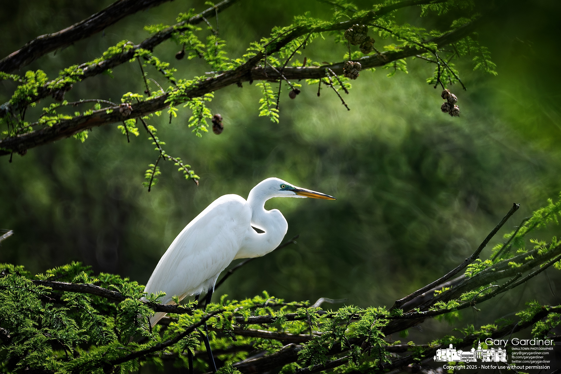 A snowy egret rests in a cypress tree after an afternoon of fishing in the wetland waters of Highlands Park. My Final Photo for May 2, 2025.