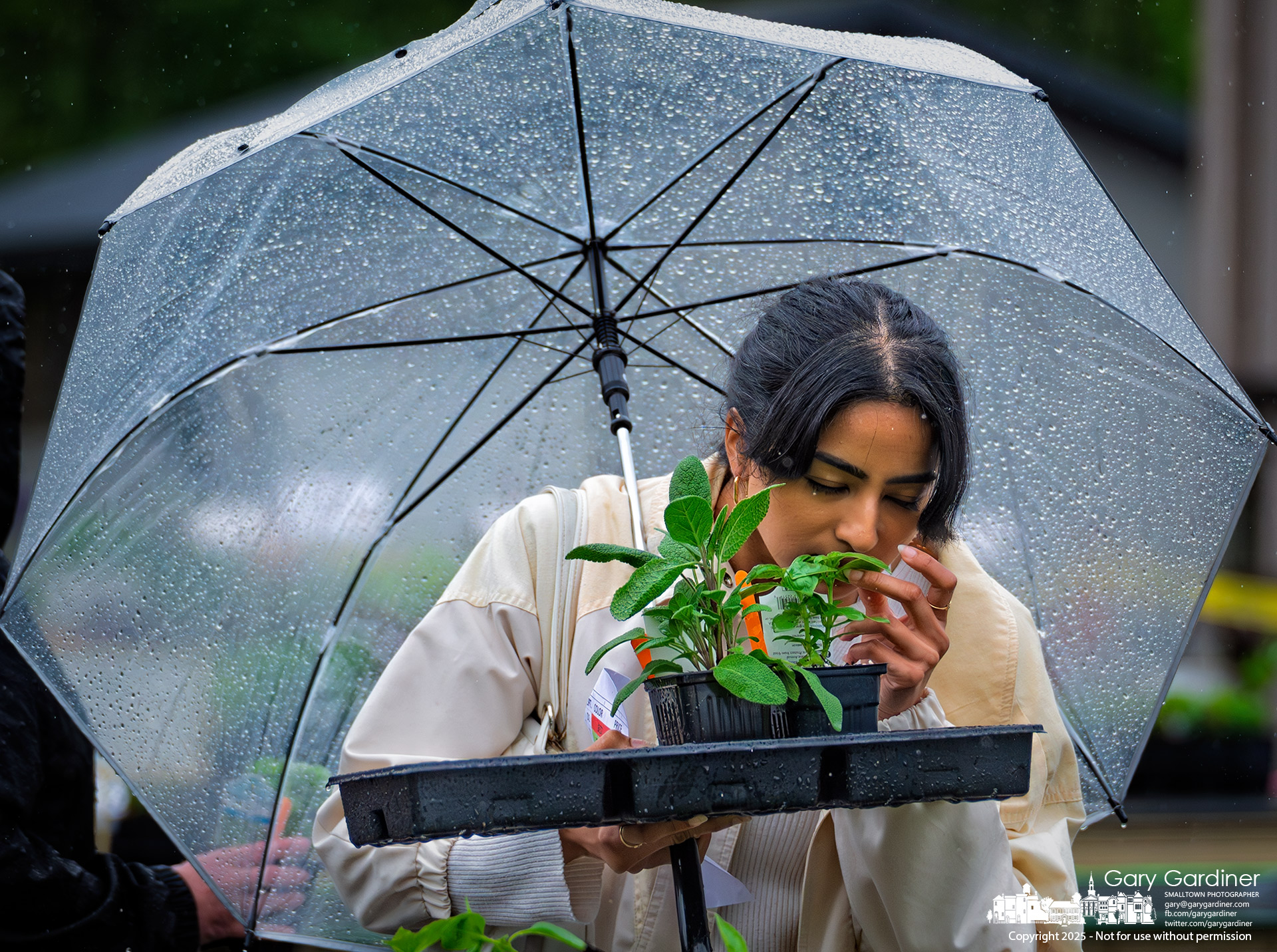 A gardener sniffs a basil plant she selected during Saturday morning’s Inniswood Gardens plant sale, where both plants and shoppers braved intermittent rain squalls. My Final Photo for May 3, 2025.