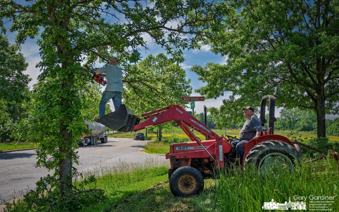 Tree Trimming Makes For Better Harvest