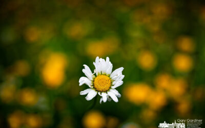 Daisy Dares to Be Different