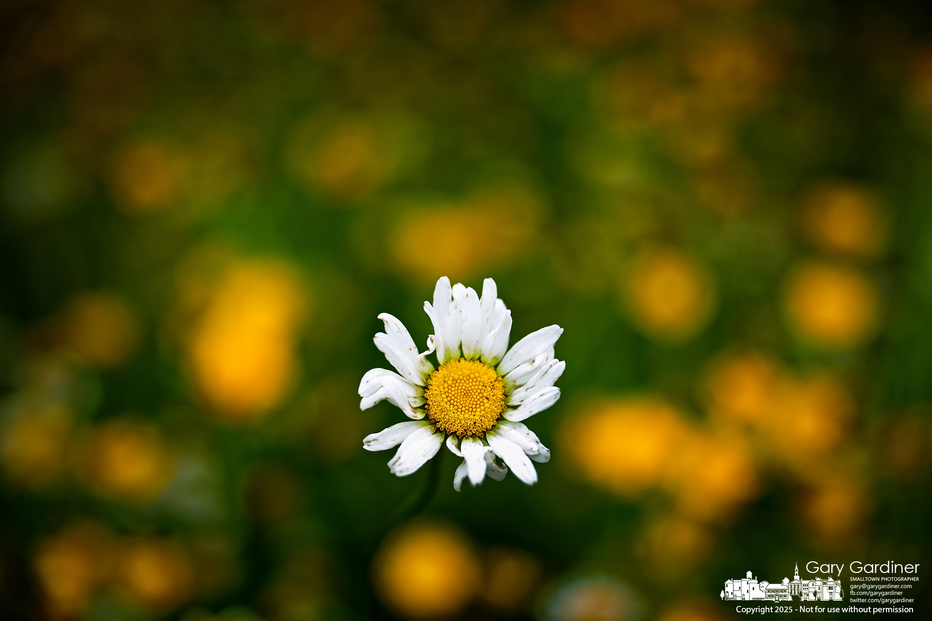 An oxeye daisy stands out among the yellow-petaled black-eyed Susans in the pollinator garden at the Westerville Parks and Recreation maintenance building on Westdale Avenue. My Final Photo for June 14, 2025.