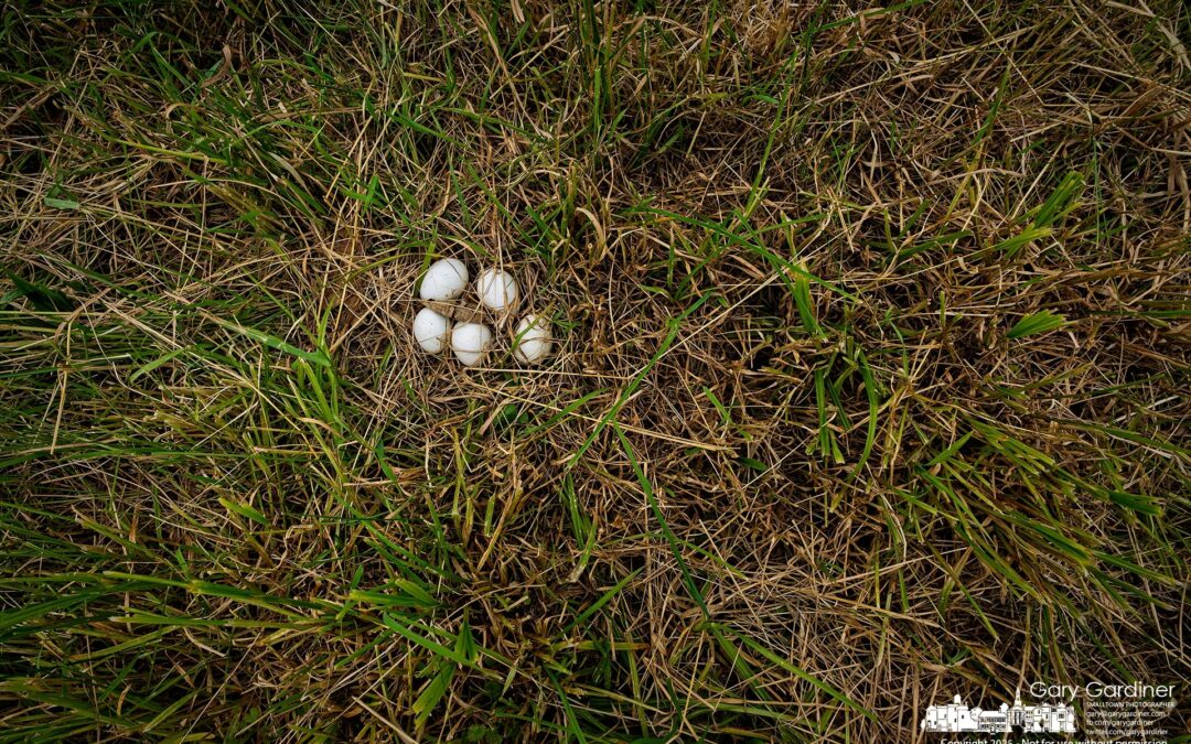 Abandned Eggs