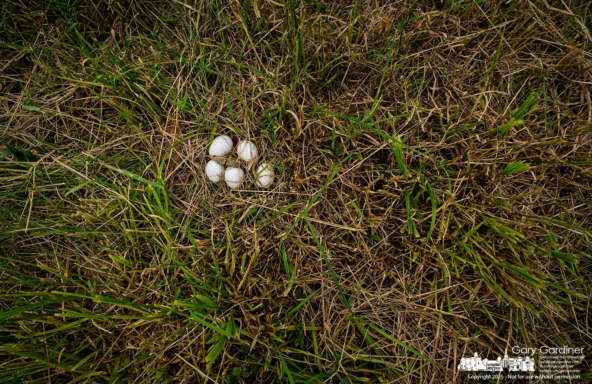 Five turkey eggs sit in an abandoned nest in a hay field, left exposed to the elements after the hay was cut and baled. My Final Photo for June 4, 2025.