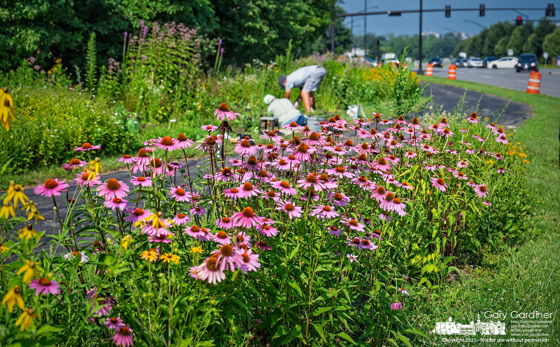 Members of the Westerville Garden Club pull weeds and replant the garden along the bike path near Africa Road and Polaris Parkway. My Final Photo for July 15, 2025.
