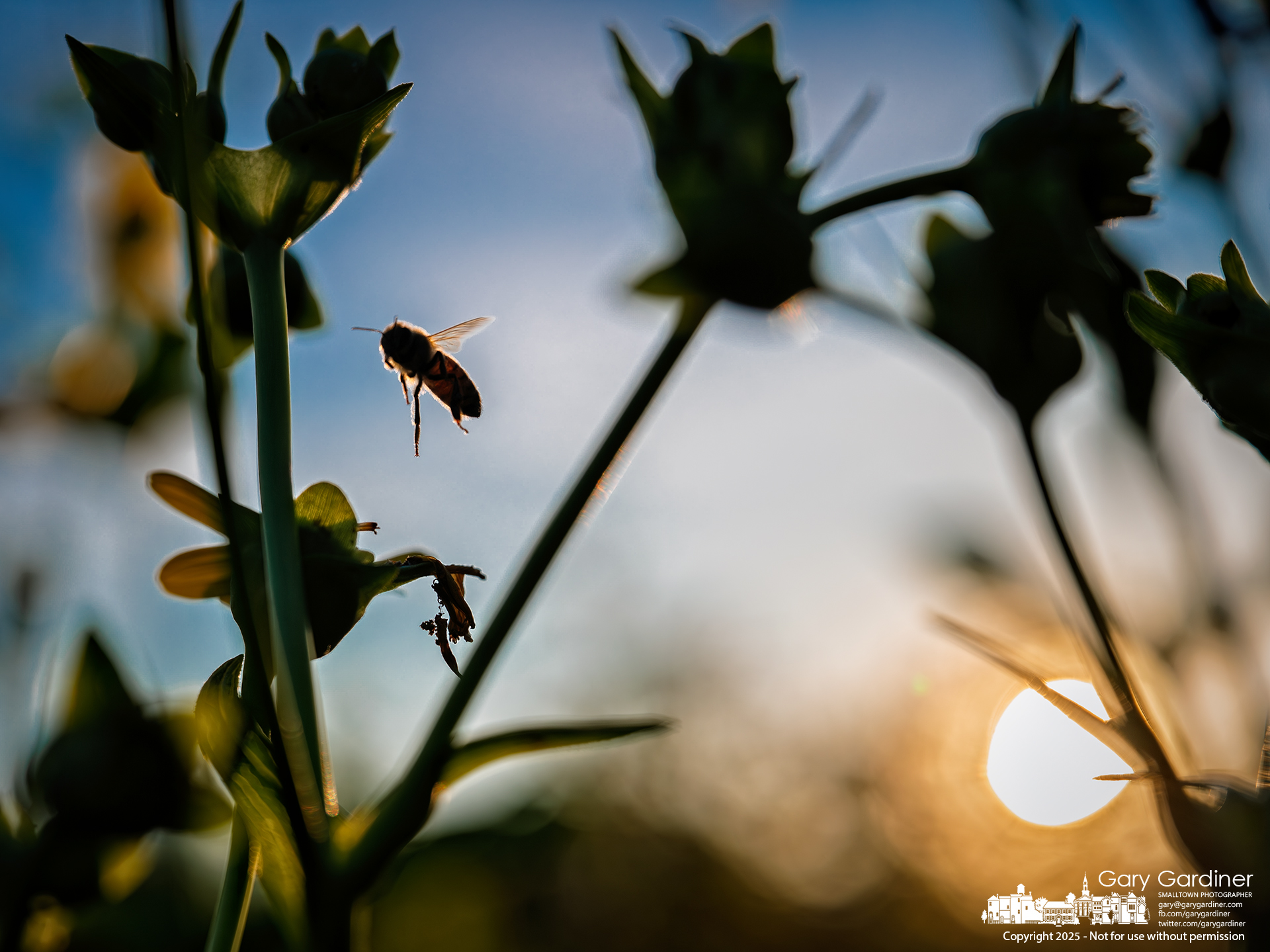 Silhouetted by the setting sun, a bee moves from flower to flower in the Highland Park wetlands in Westerville, gathering nectar in the warm evening light. My Final Photo for July 23, 2025.