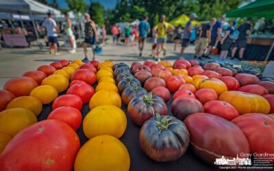 Heirlooms and Hybrids